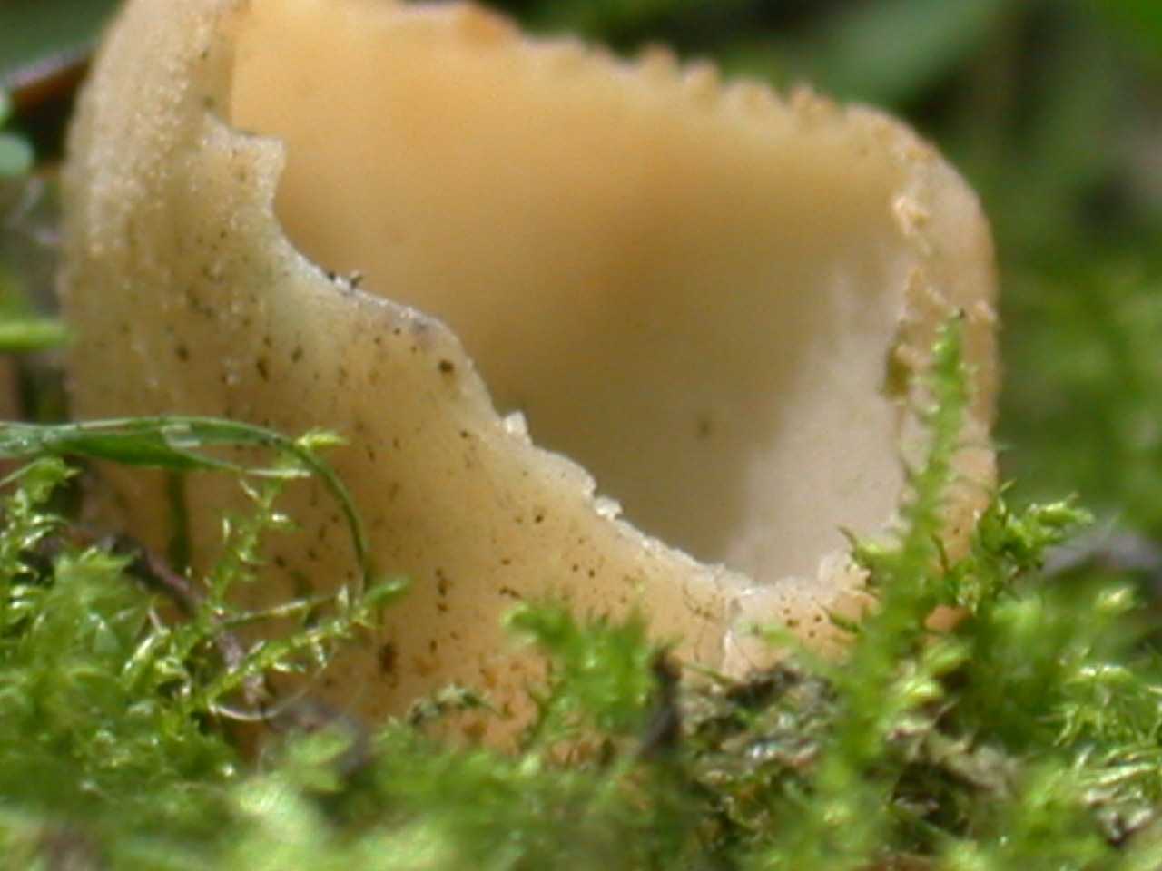 Tarzetta catinus